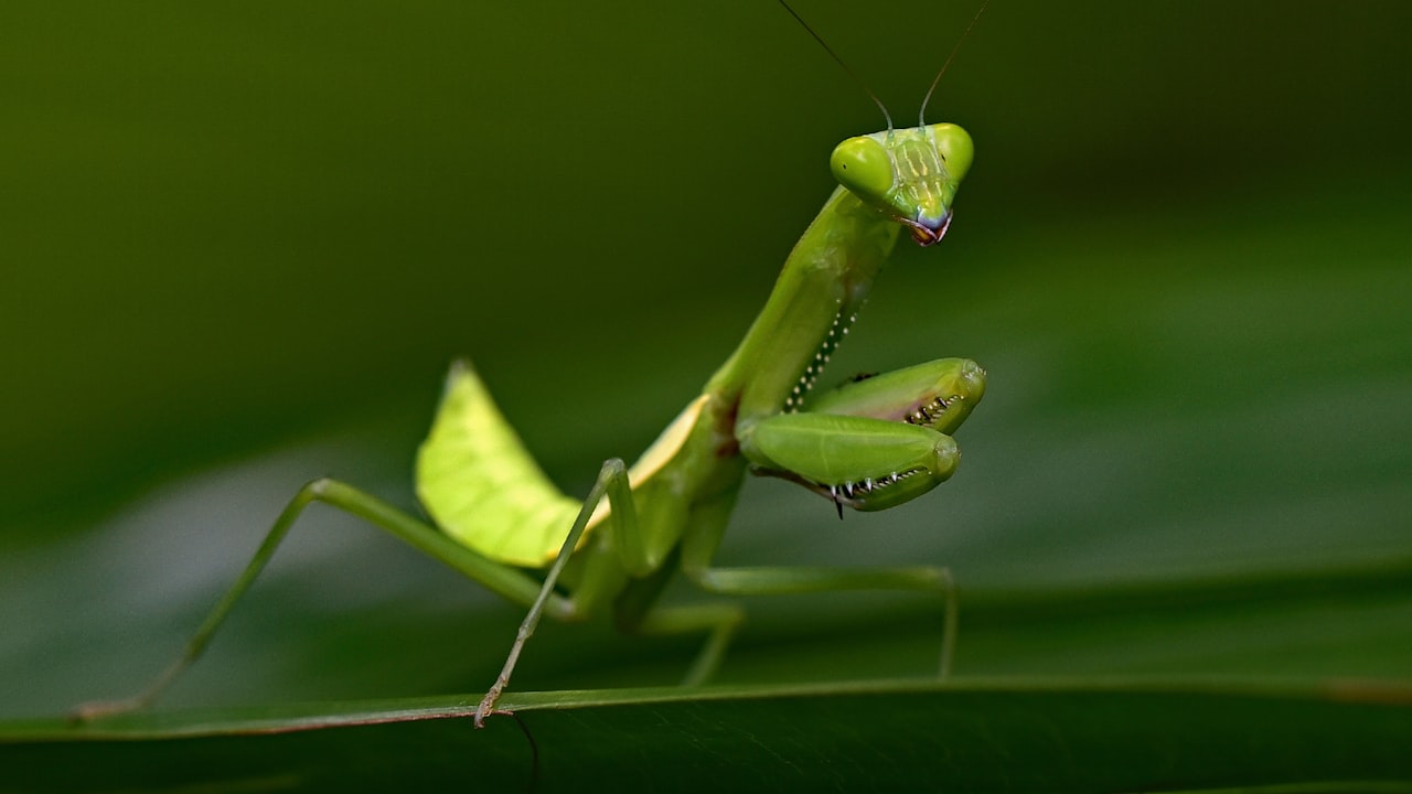 Bug Bracelets: A Must-Have for Flower Farmers!
